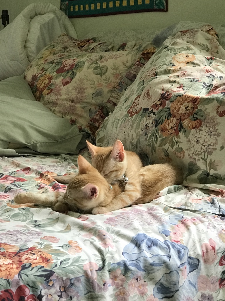 Marmalade and Ginger cuddled at nap time.