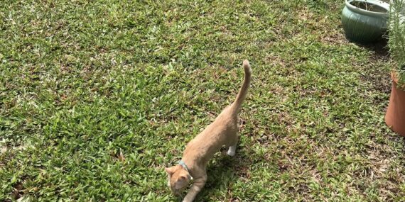 Kitten feeling grass under her feet for first time.