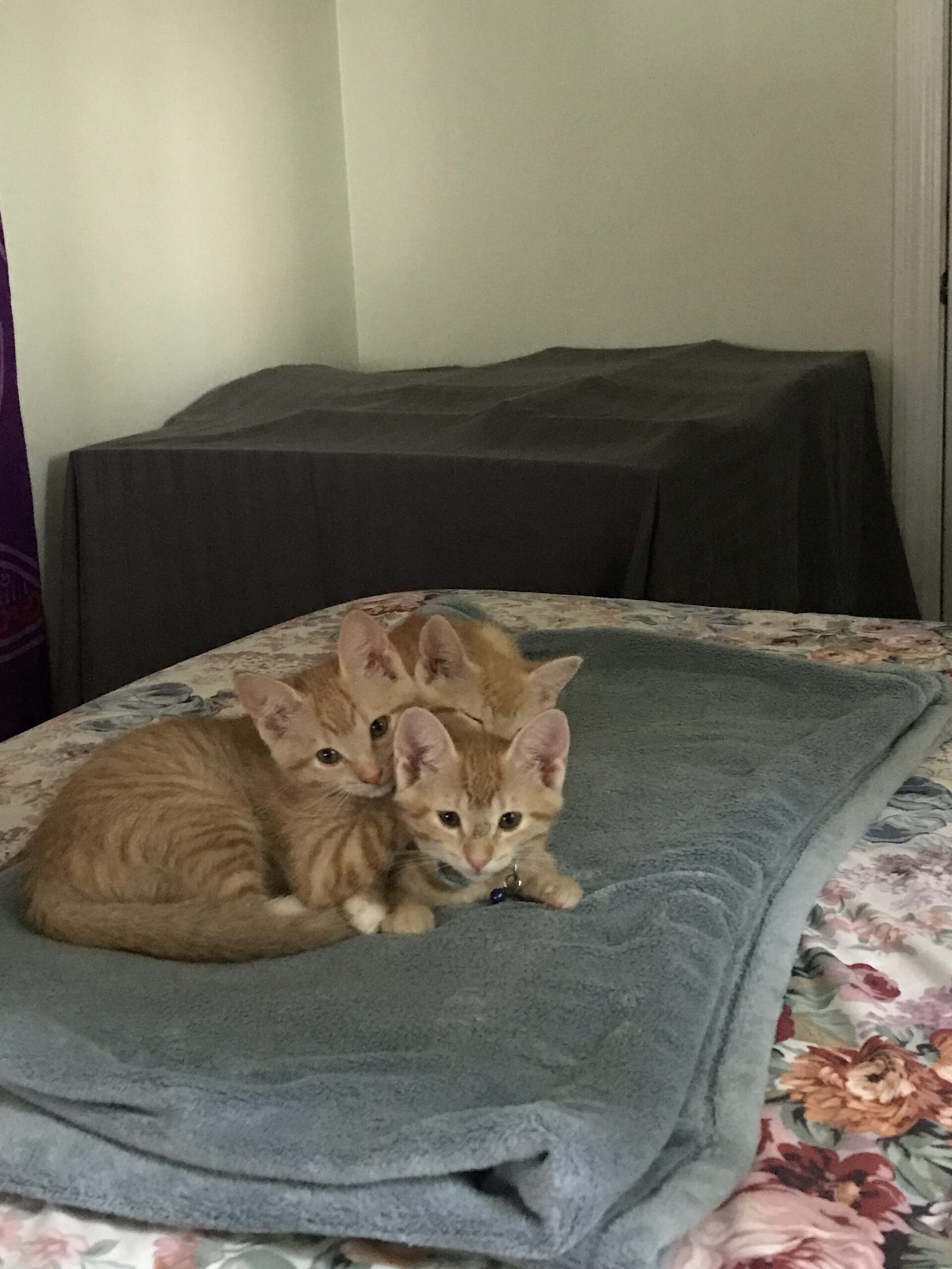 Three Little Kittens waiting for Momma