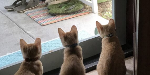 Three Little Kittens looking out the door. 