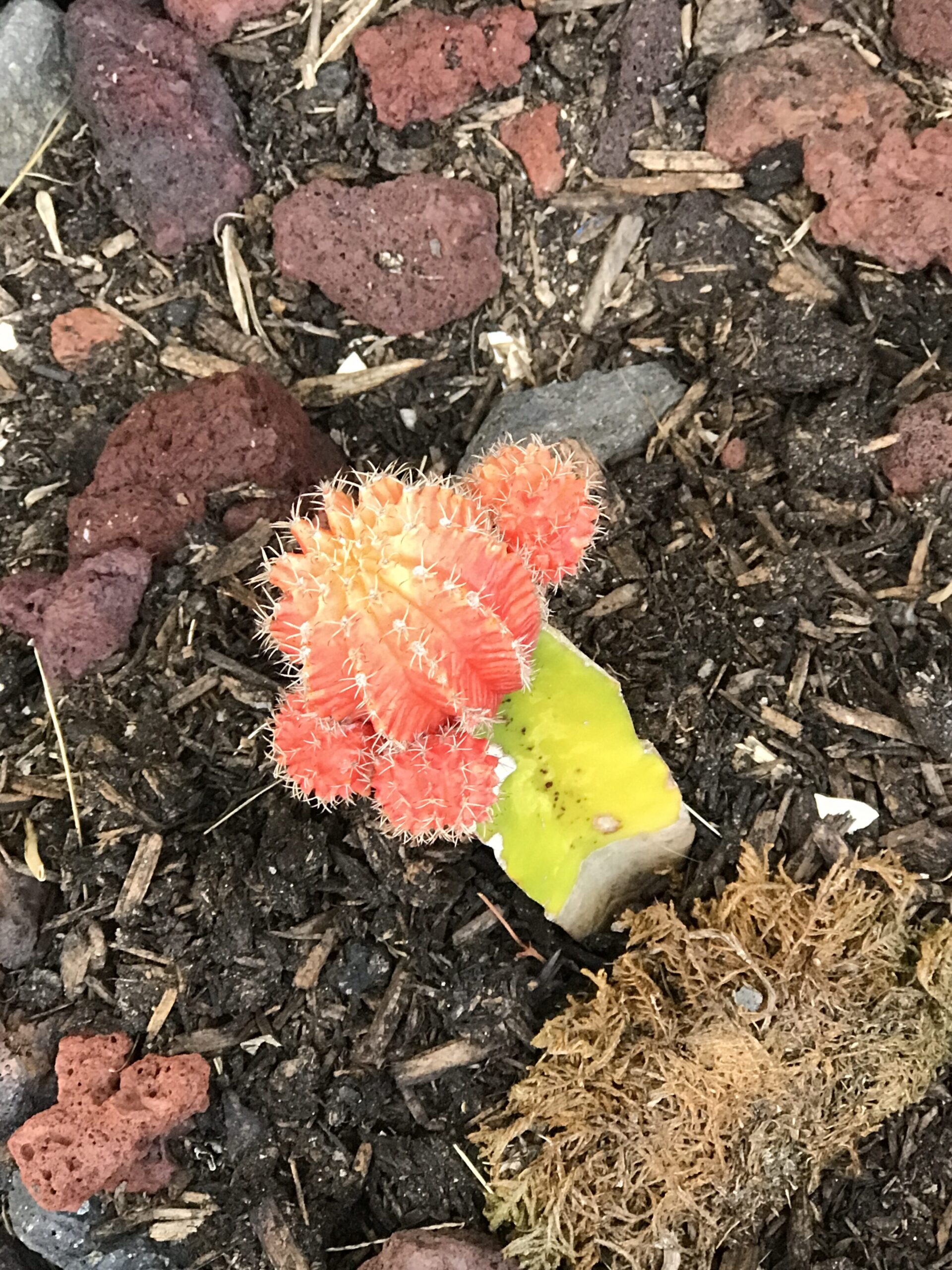 Blooming Cactus