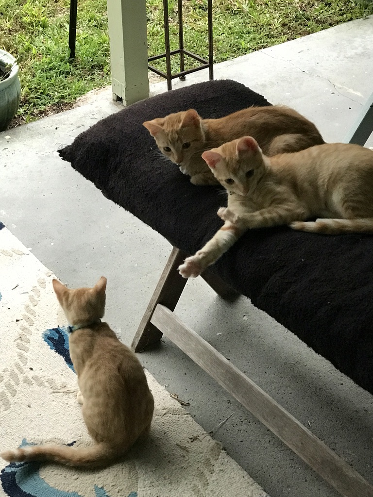  Three Kittens hanging outside