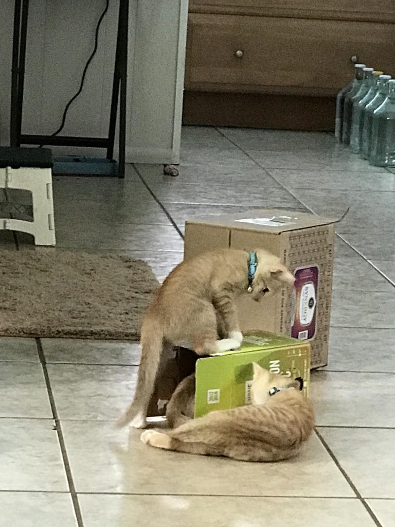 Kittens playing in and with a wine box