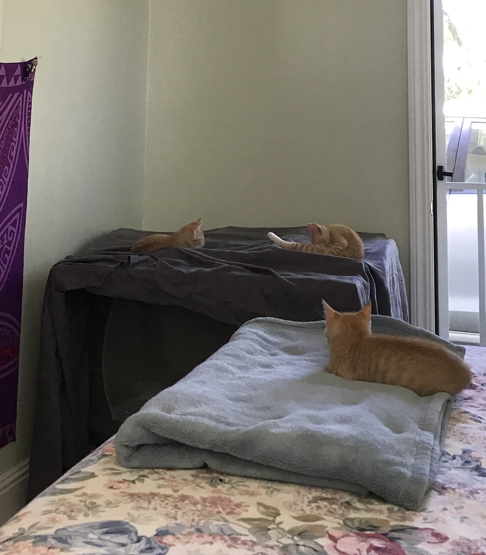 The Three Little kittens with their pack n play playpen that keeps them confined at night.