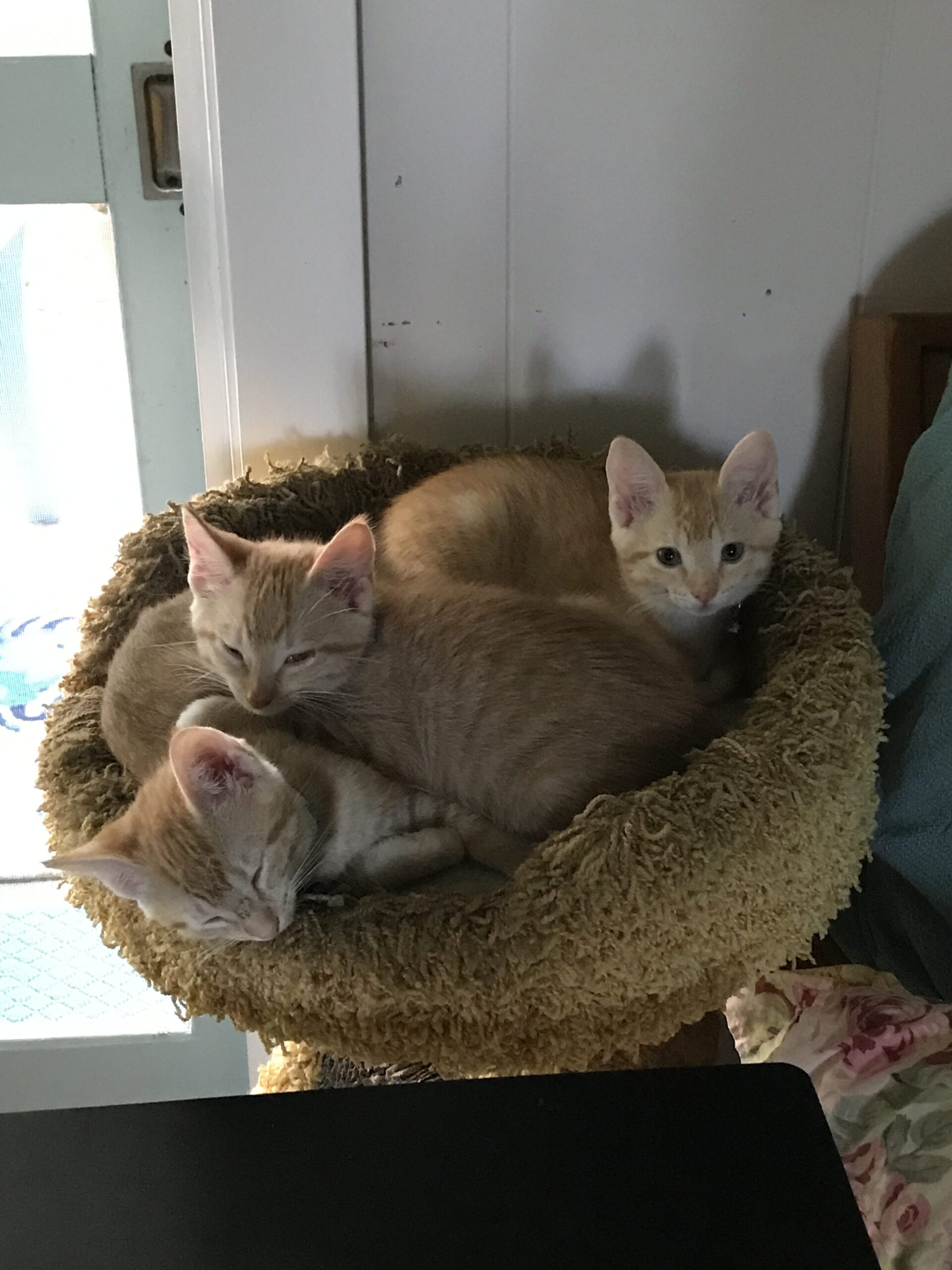 Three Little Kittens, snuggled together
