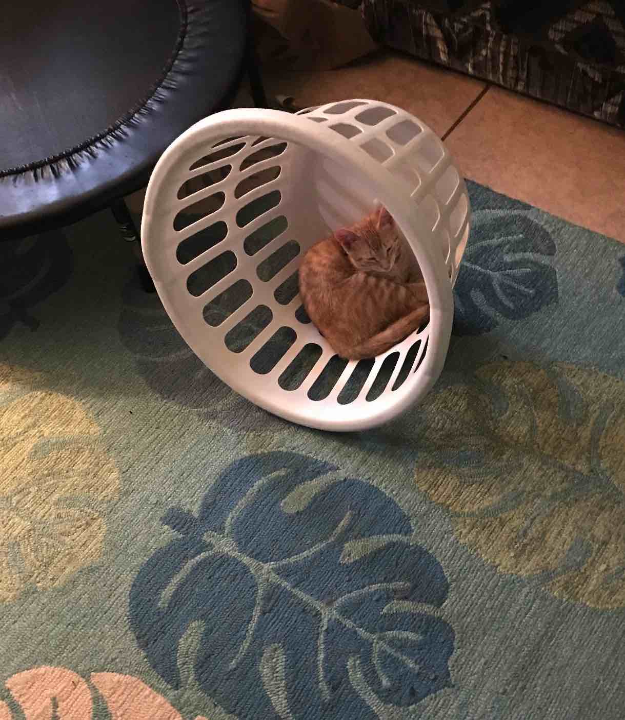 Kitty In a laundry basket