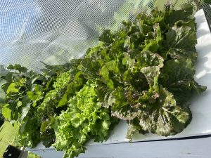 Living Lettuce grown hydroponicaly